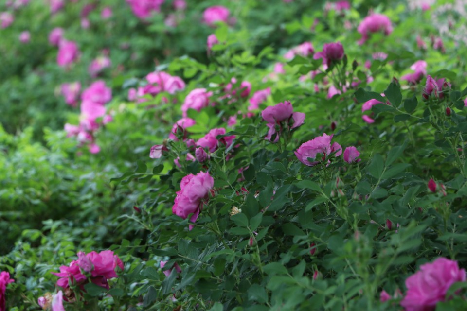 爬藤玫瑰和蔷薇的区别,蔷薇月季玫瑰区别