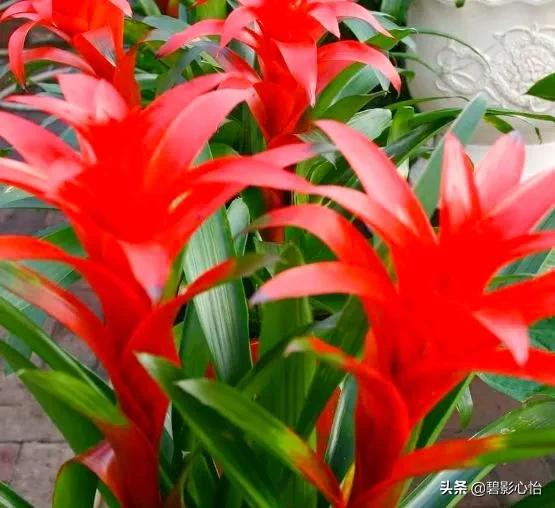 鸿运当头出小芽是不是花要开败了,鸿运当头花败了怎么浇水