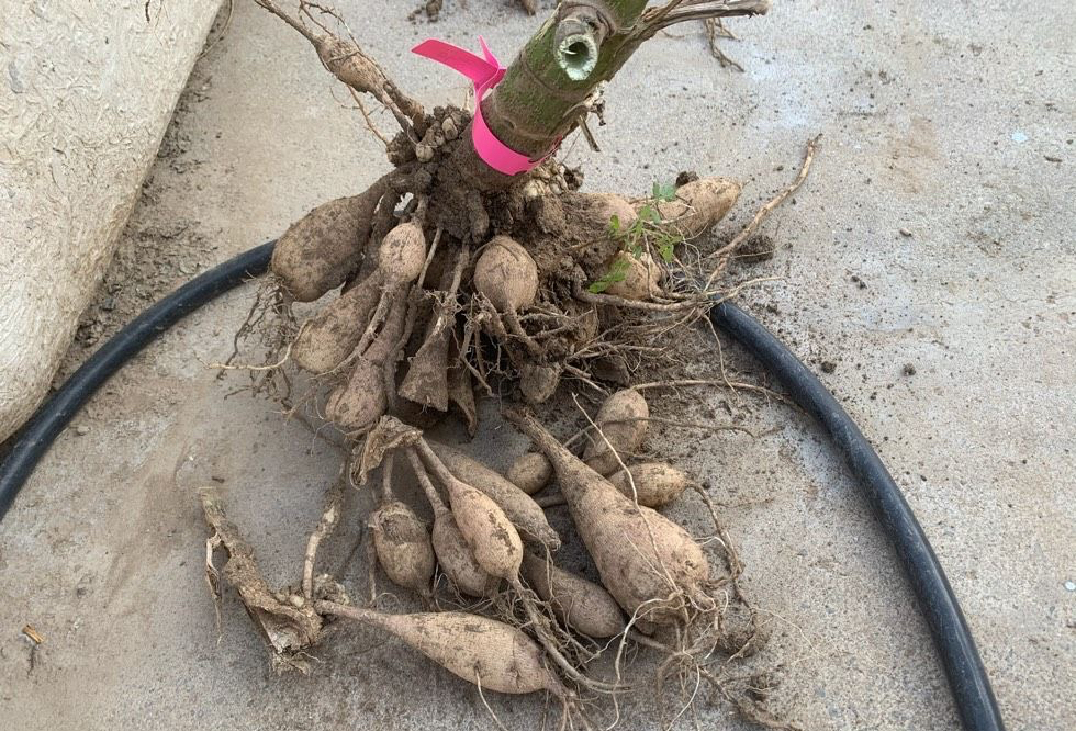 大丽花盆栽的正确方法,大丽花盆栽怎么养护