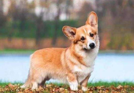 养柯基常识大全,饲养柯基