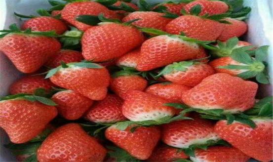 这种奇怪的果子你见过吗,这种水果很罕见