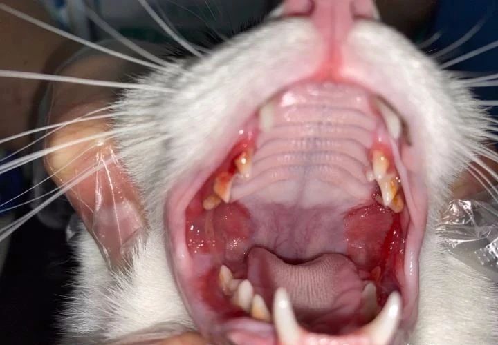 我的猫一直吐舌头喘,如何判断猫是否得猫口炎