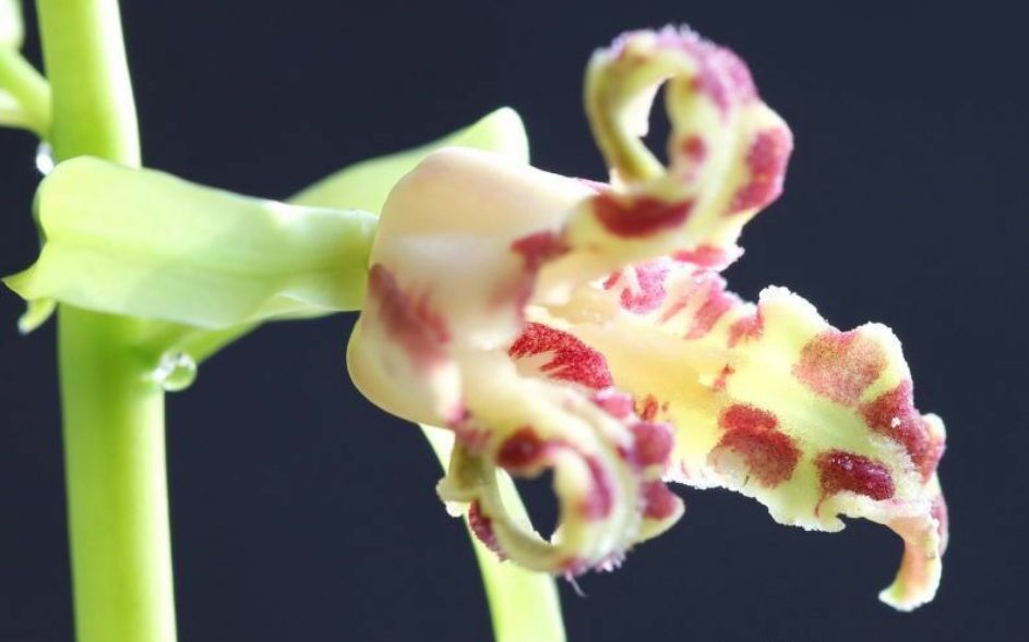 蕙兰兰花品种排名,蕙兰花精品品种