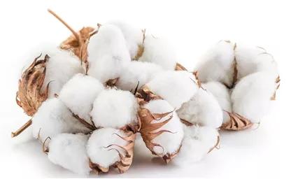 常见天然纺织纤维的性能特点,常用纺织纤维的结构与性能