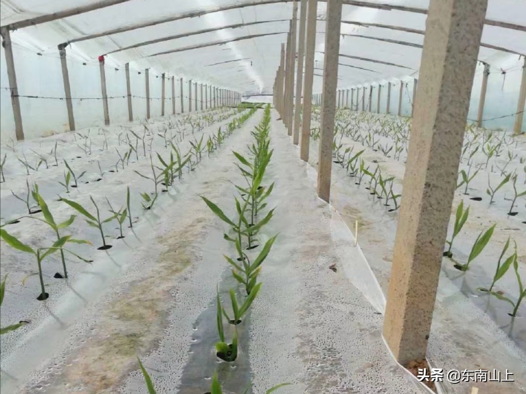 怎样防止生姜底肥烧苗,小拱棚生姜怎么放风
