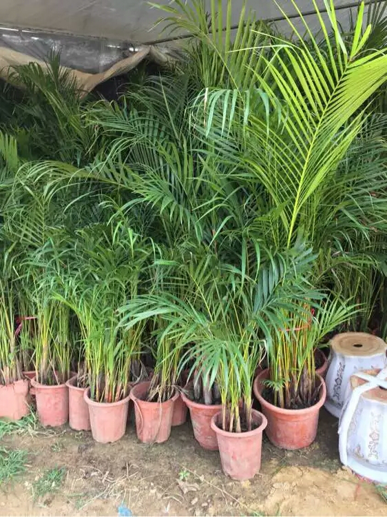 散尾葵叶子冻伤了还能活吗,散尾葵浇水过多叶子变黄怎么拯救