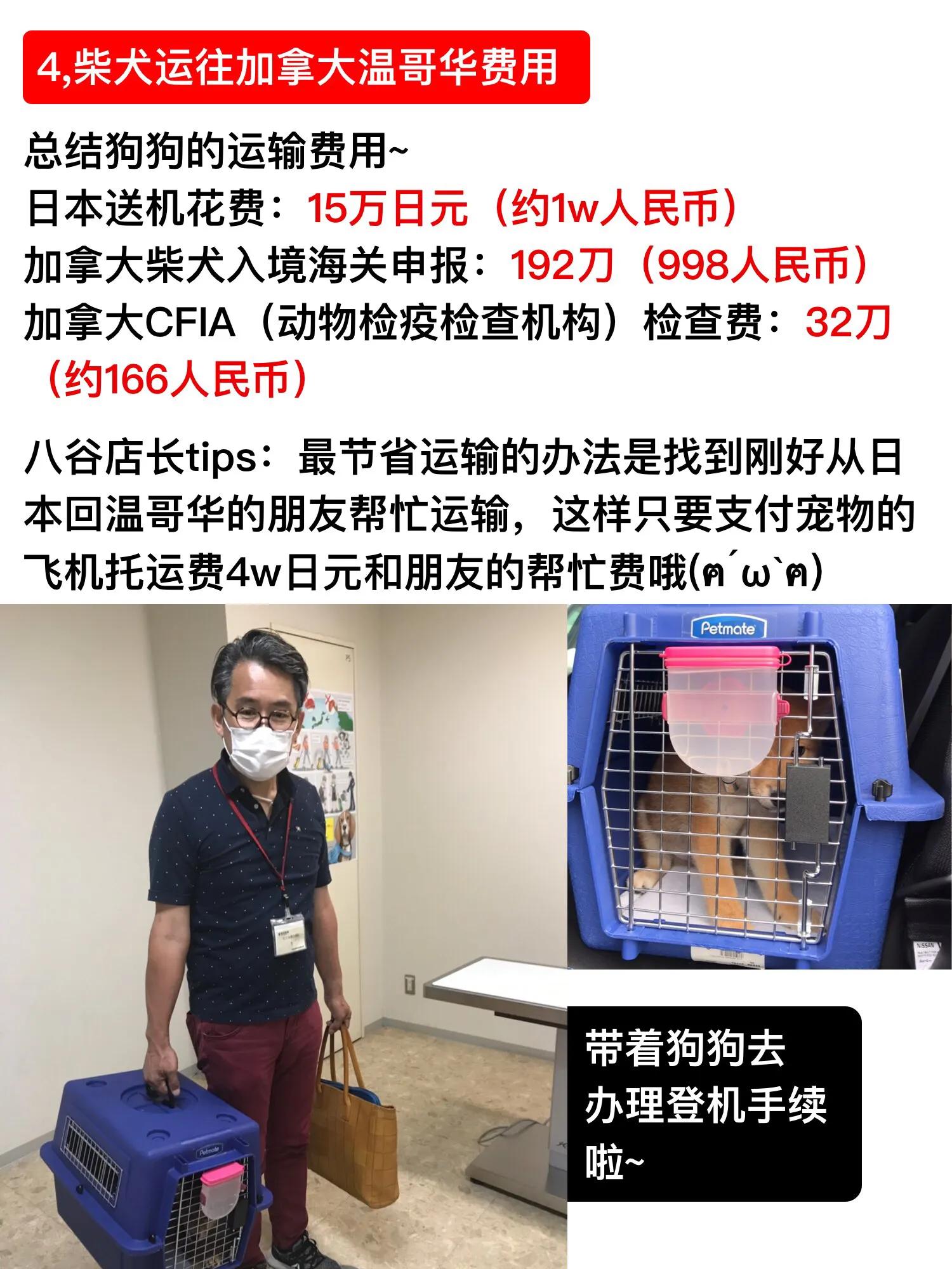 柴犬马来西亚哪里能买到,柴犬购买线下渠道