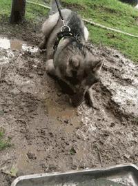 搞笑gif你们这些城里人太会玩了,搞笑gif逗比的世界你永远理解不了