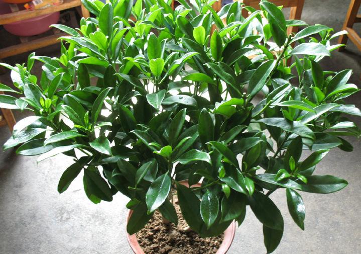 房屋装修买什么盆栽好养,新房装修养什么植物