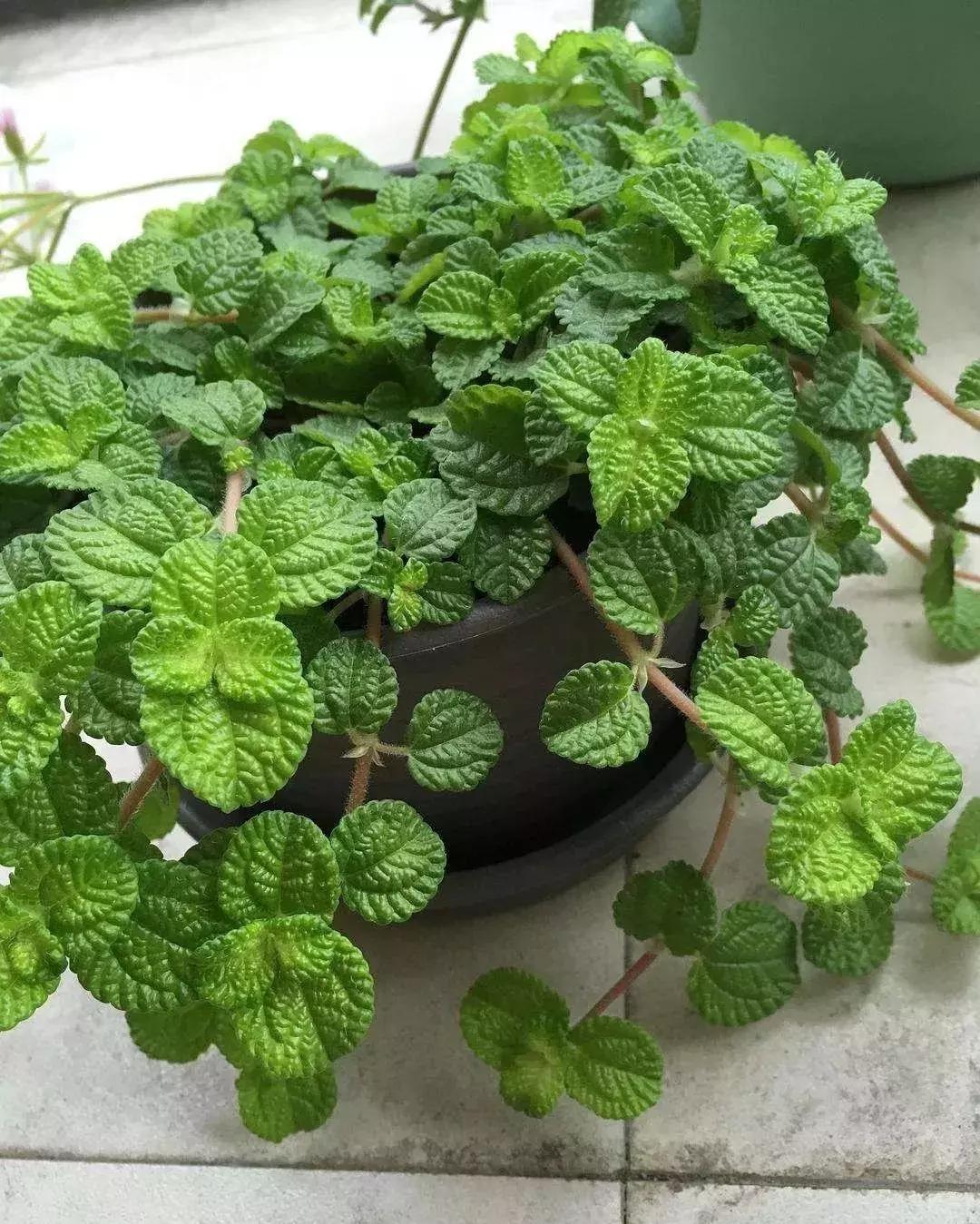 净化空气甲醛最怕的十种花,什么花草吸收甲醛最好还好养