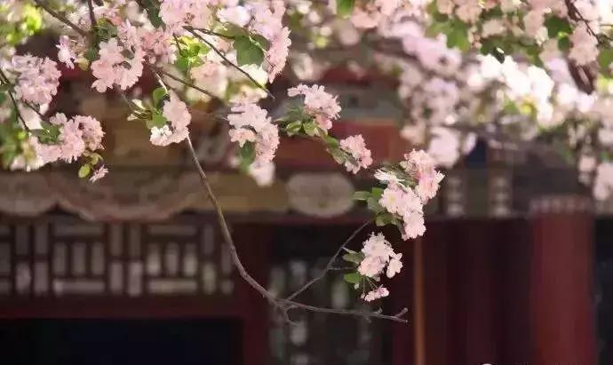 京郊最美的十大花海,京郊这些浪漫花海惊艳初秋的北京