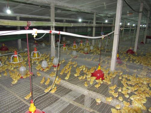 肉鸭花肝,肉鸭鸭肝肿大什么病