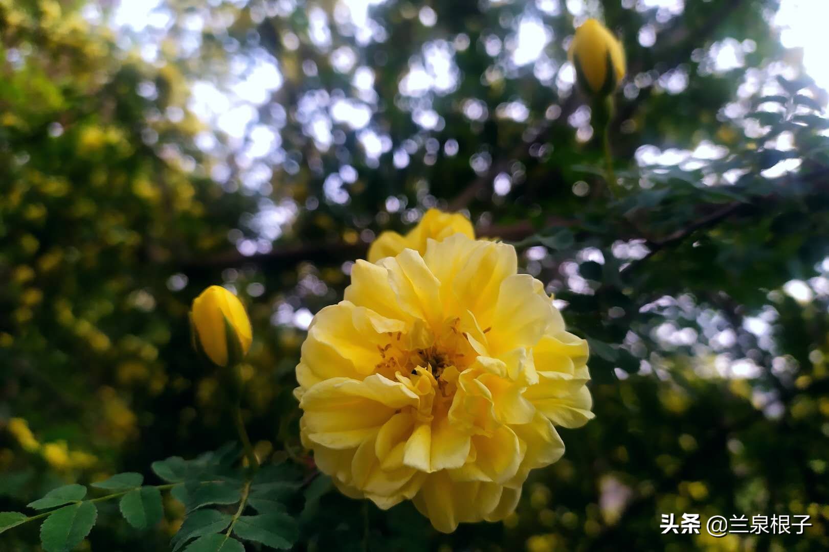 最美黄玫瑰,歌曲黄玫瑰你最美