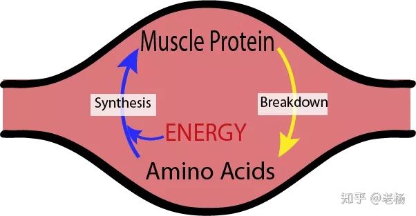 普通健身者吃什么蛋白粉,健身鸡蛋蛋白粉怎么吃