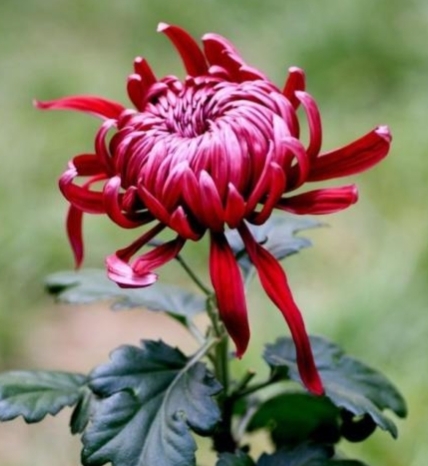 菊情，菊意，菊之气