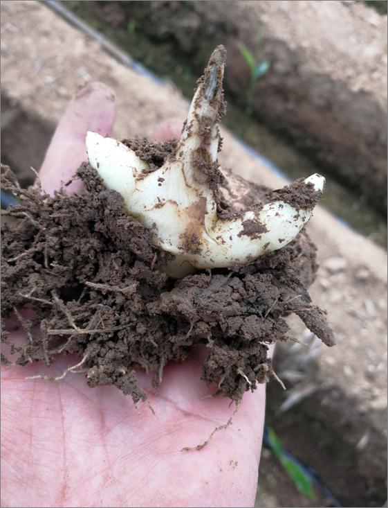 高温天气可以给姜苗覆土吗,高温暴晒天气预警