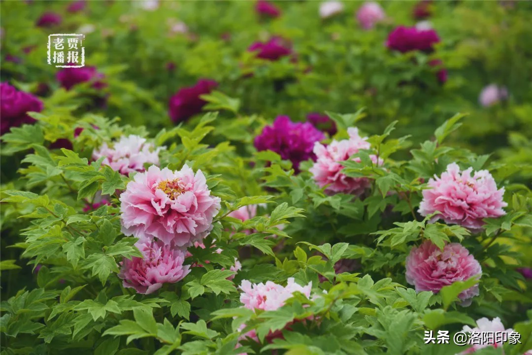 洛阳游玩资讯最新,洛阳旅游年票外地人可以办吗