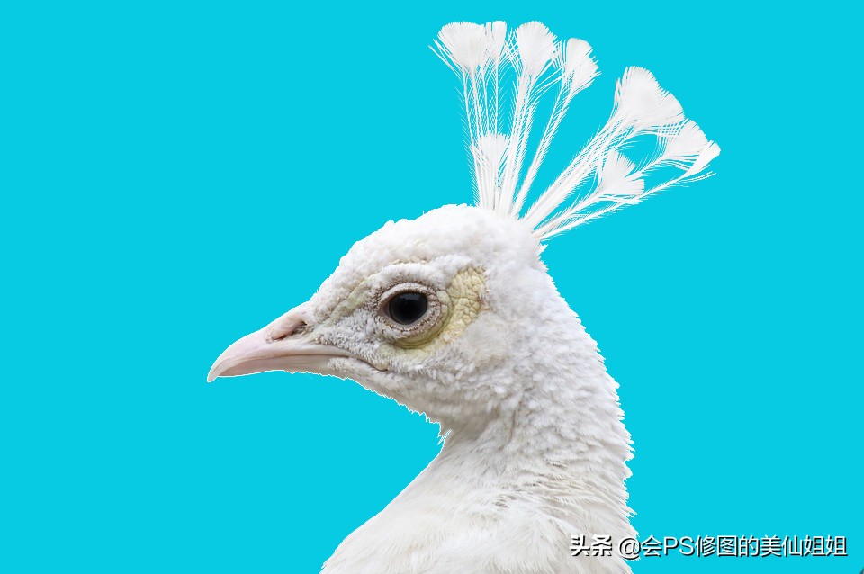 ps怎么用通道抠图大树,ps通道混合器抠图教程