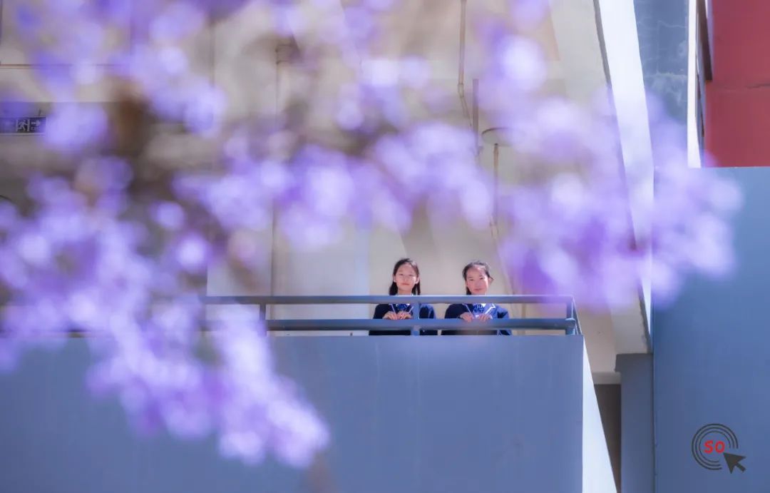 校园|遇见.初夏属于十中的紫色烂漫