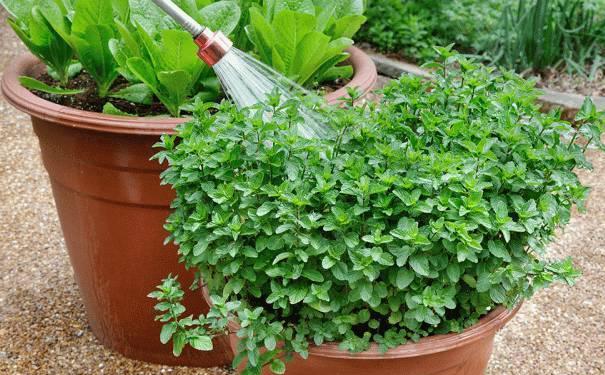 水养花为什么花根容易烂,花根浇水过多腐烂怎么治疗