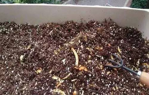 吃了大蒜怎样快速去除口腔异味,去除大蒜瓶子的异味用什么方法