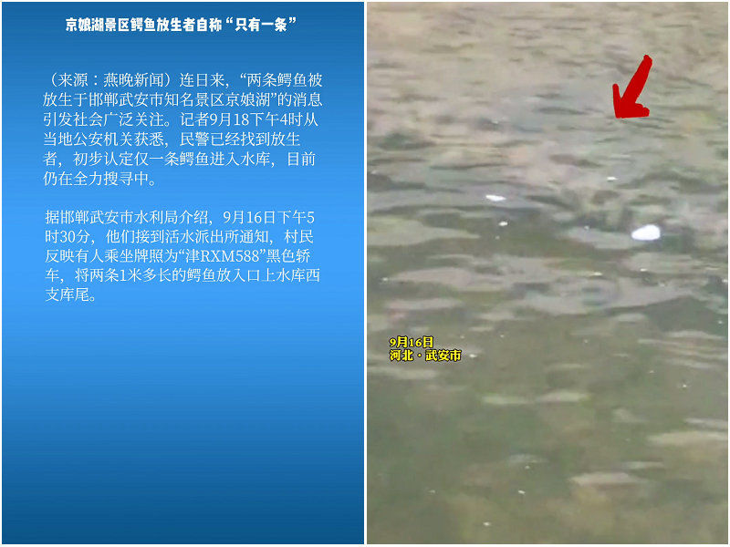武安放生的鳄鱼找到了吗,武安市通报鳄鱼放生事件