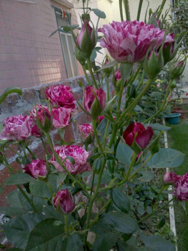 乡村小院改造老房子,乡村小院花园