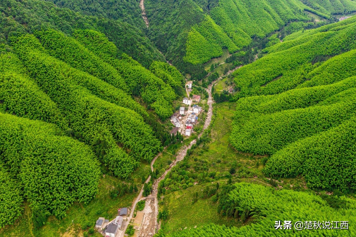 江西武陵红茶,江西最好的红茶