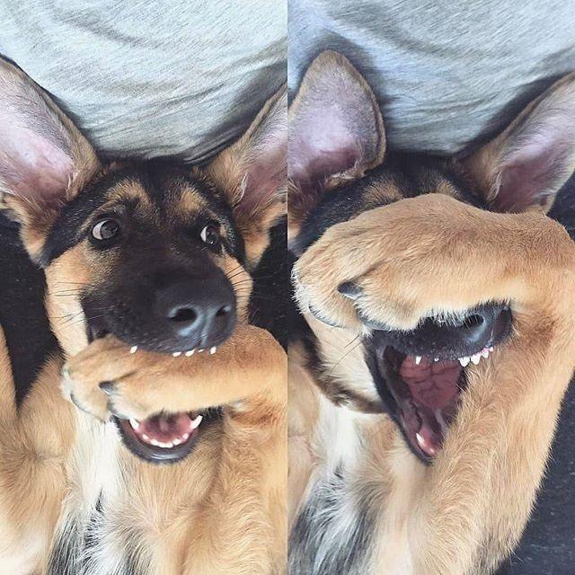 德国牧羊犬有哪些特点,德国牧羊犬有哪些能力