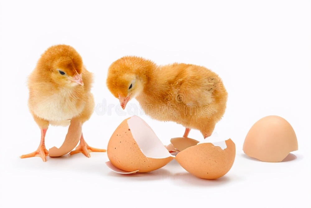 小鸡不吃饭了怎么治,小鸡不吃饭怎么办