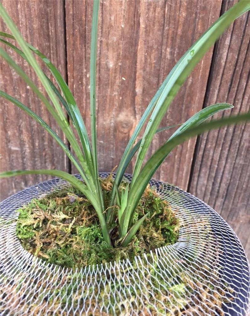 四川与贵州交界之地下山的一颗春兰红素三星，后来成为传世极品