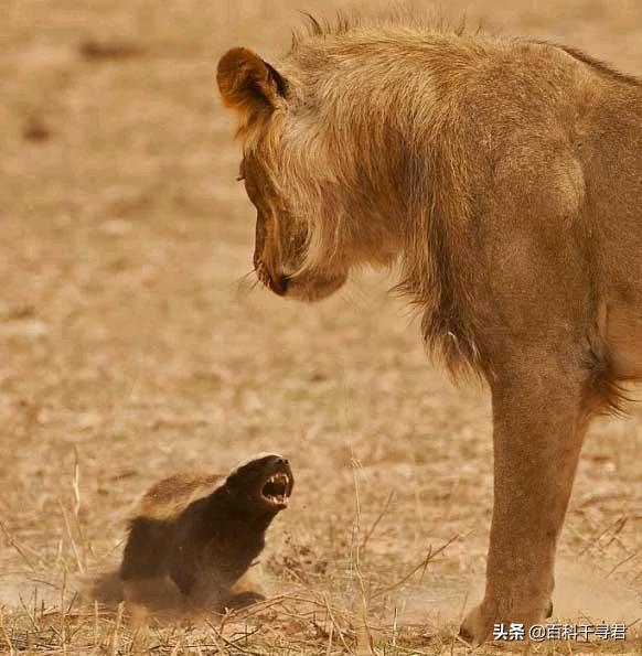 蜜獾不怕毒蛇吗,蜜獾无所畏惧