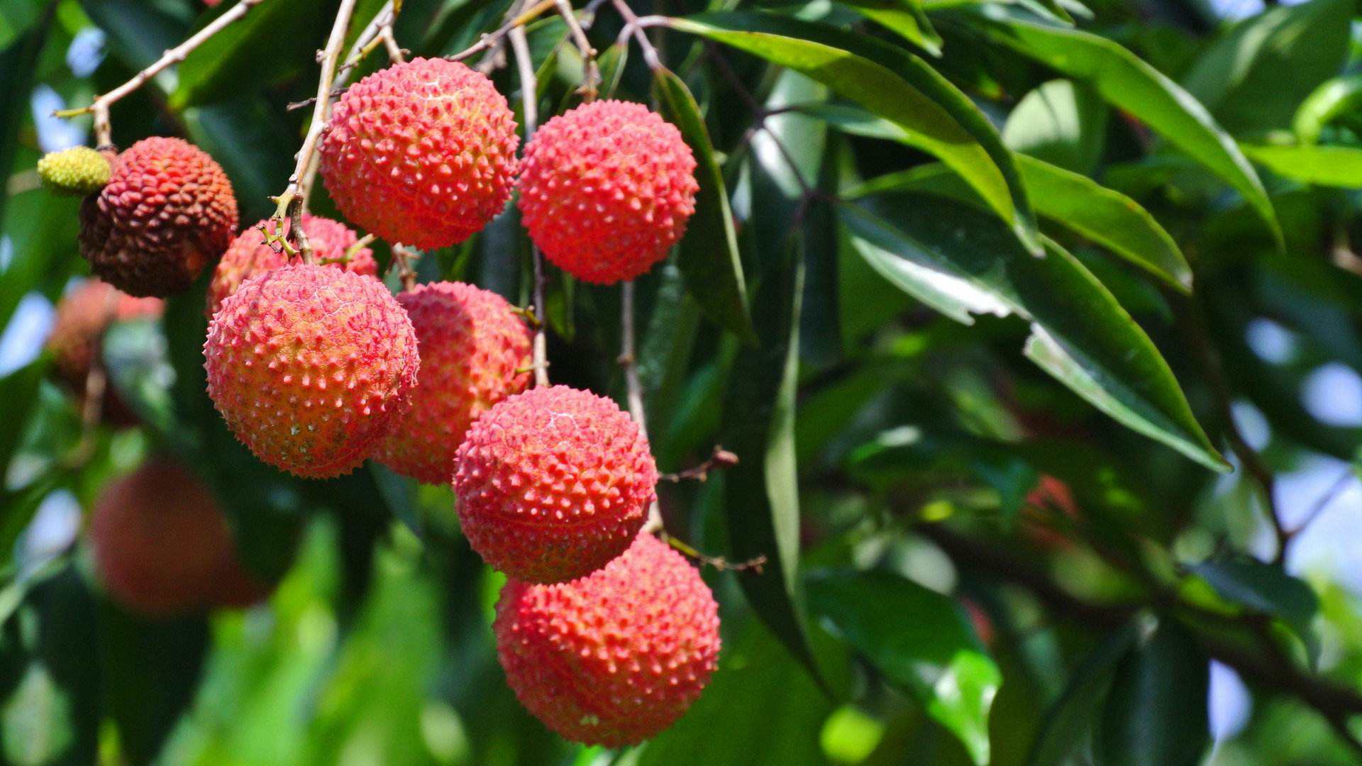 常见荔枝的区别与口感,荔枝是籽小的好还是籽大好