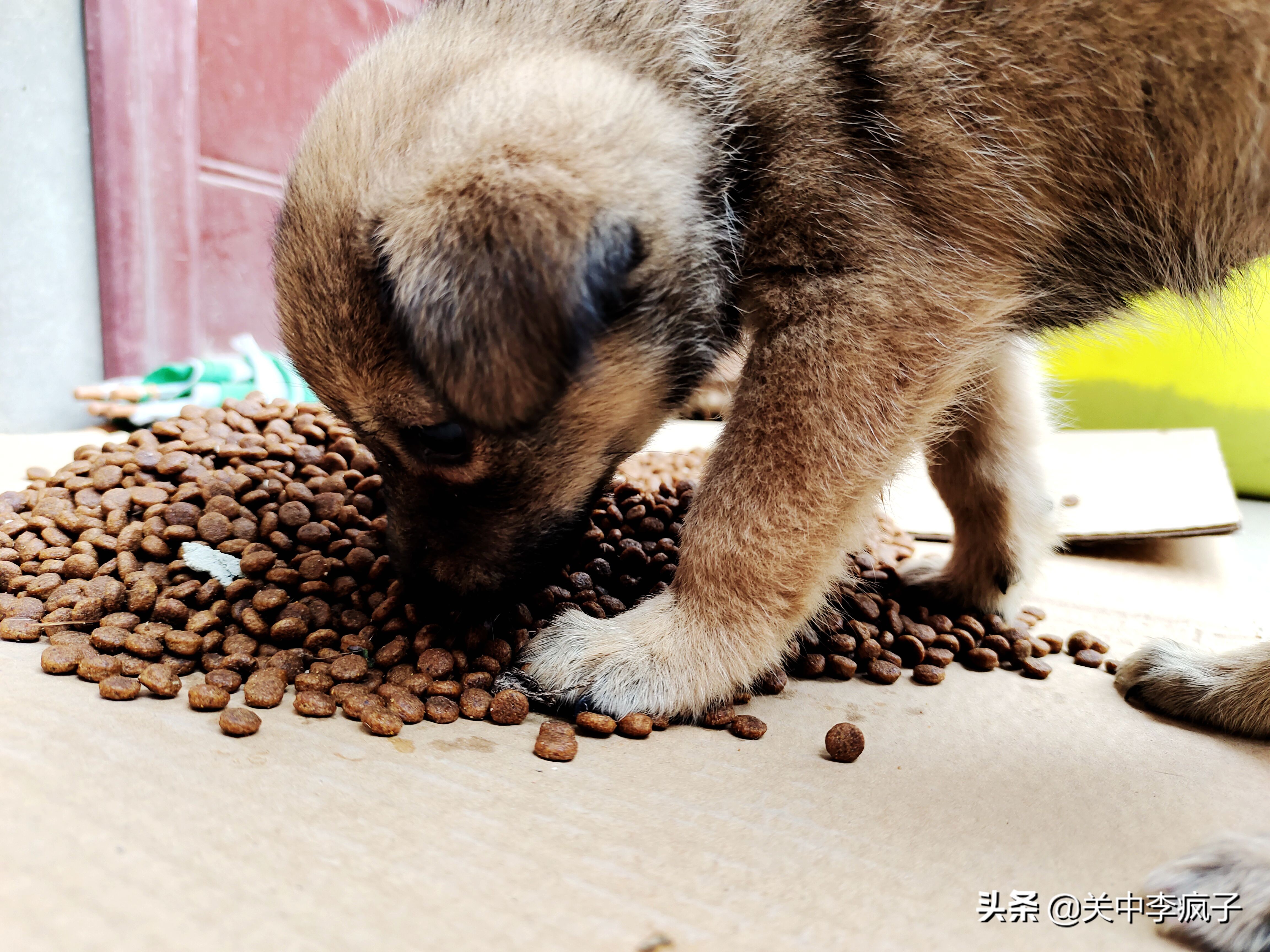 春天来了，这只叫青皮的旺财也来了
