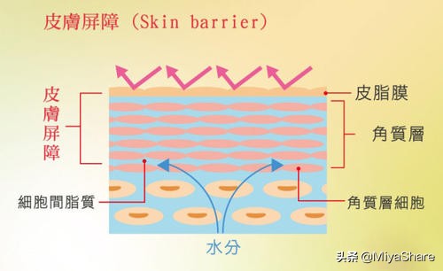 外油内干严重如何给肌肤快速补水,皮肤干怎么保持水油平衡