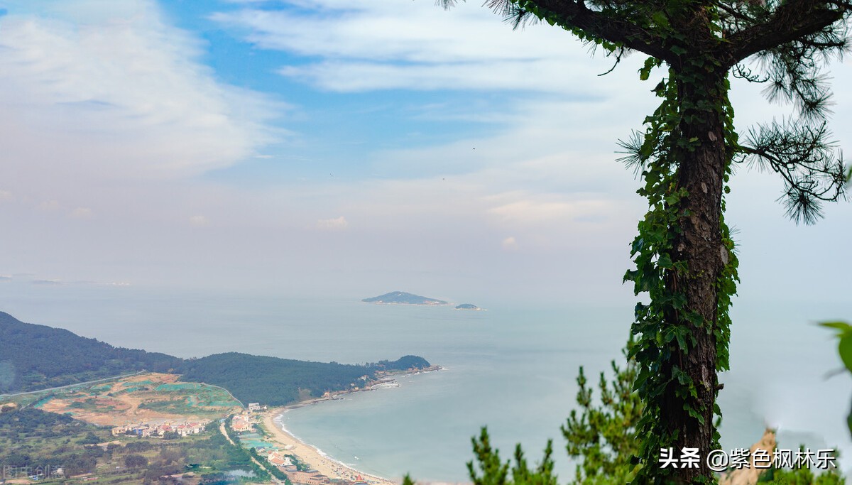 树和藤的深度解析,藤和树为什么会缠在一起