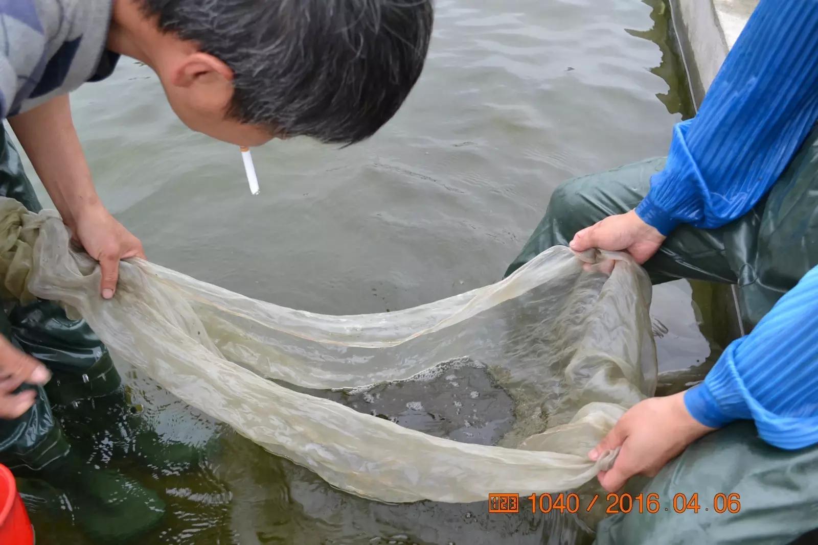 锦鲤池养殖方法图解,锦鲤繁殖全过程纪录片