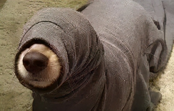 割包皮能当天做当天走吗,割包皮当天去医院当天就能割吗