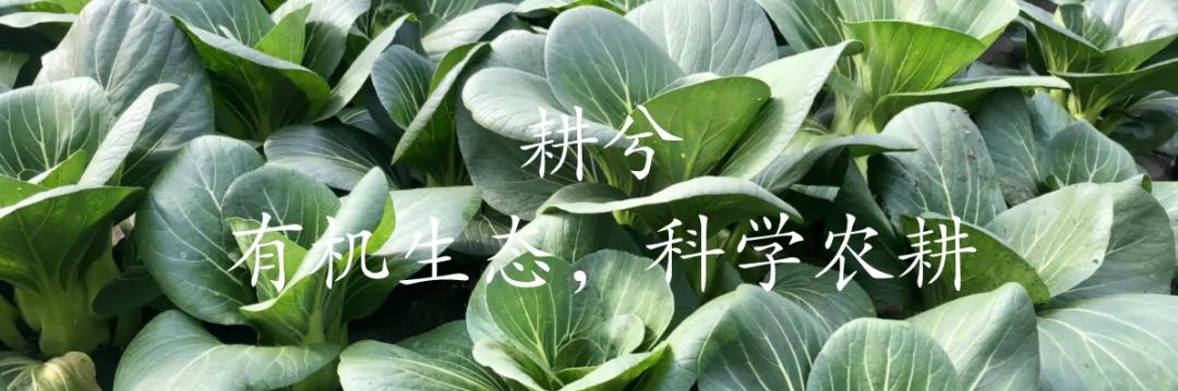 高原有机上海青,有机上海青怎么做