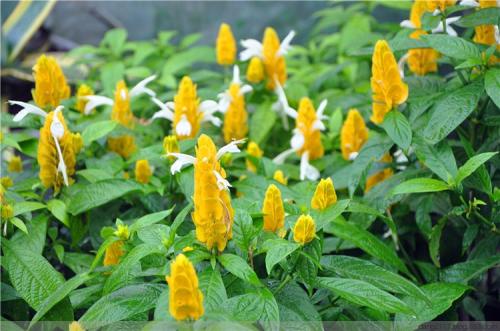 20种常见花草黑名单,40种常见花草