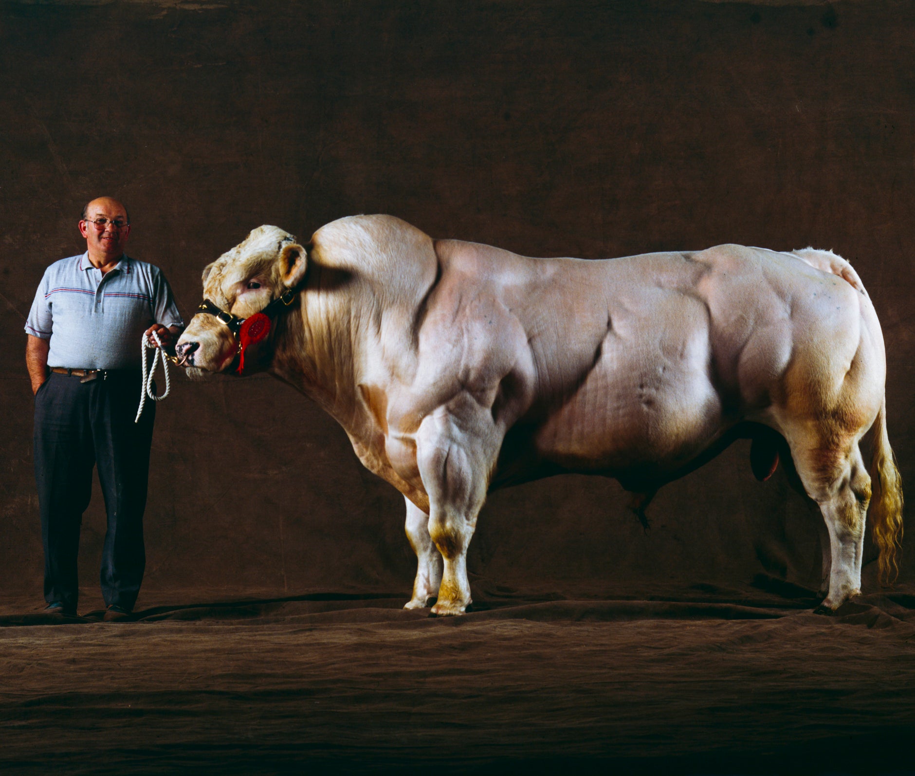比利时蓝牛健美,动物界健美冠军比利时蓝牛