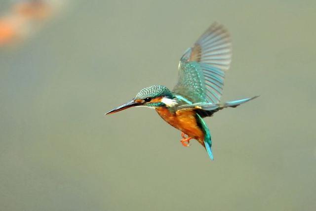 蓝胸佛法僧高清图片,蓝胸佛法僧