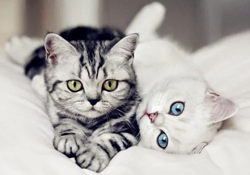 母猫绝育后食欲太好怎么办,母猫生产后食欲差怎么办