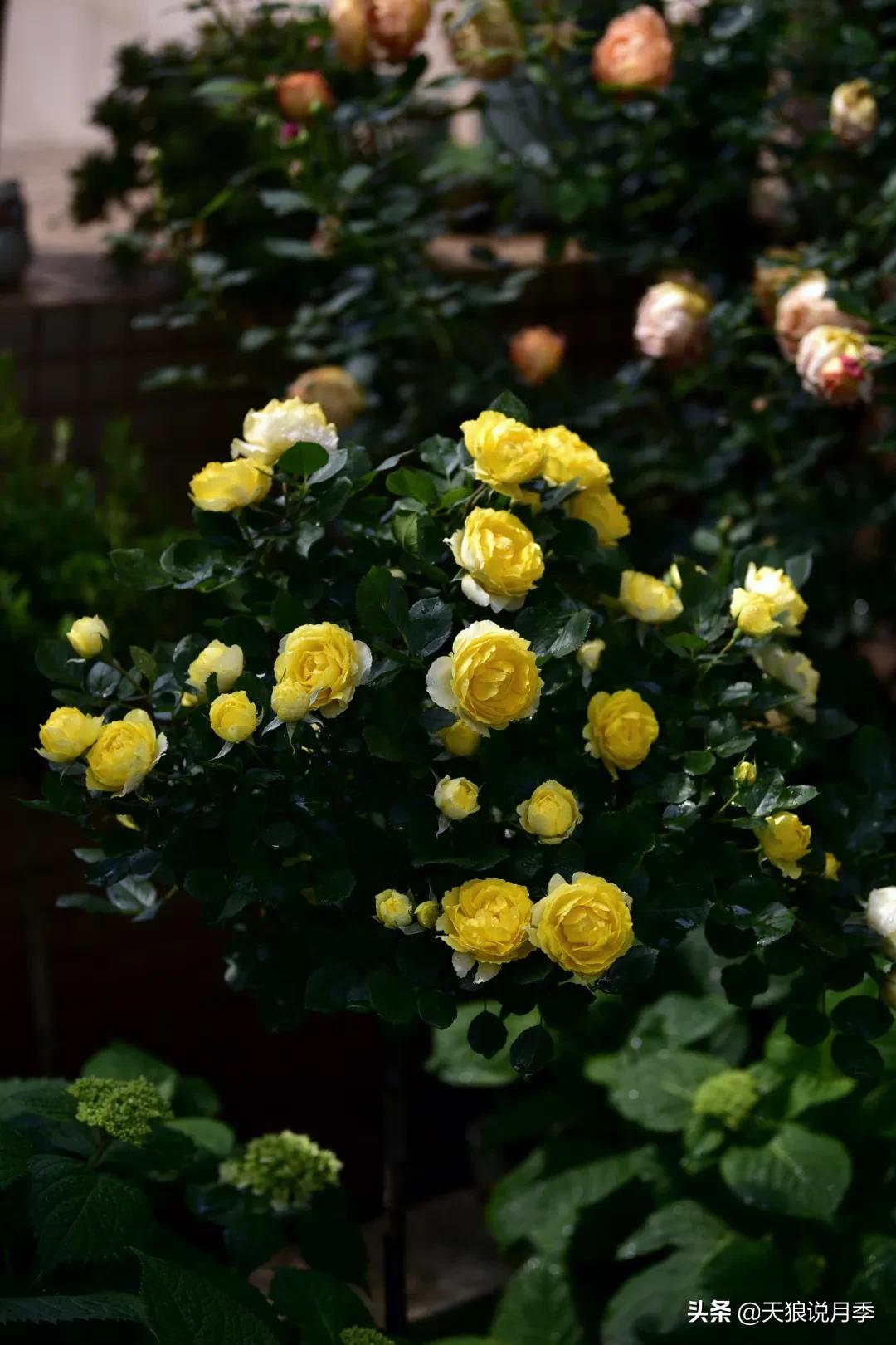 花友家的春花都开爆爆爆了，快来云赏花！（上）