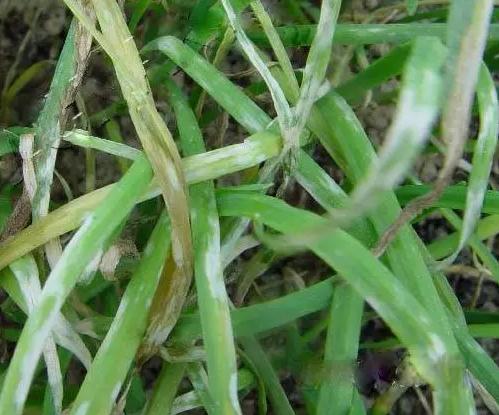 韭菜叶子有黄斑是什么原因,大棚韭菜白粉病怎么办