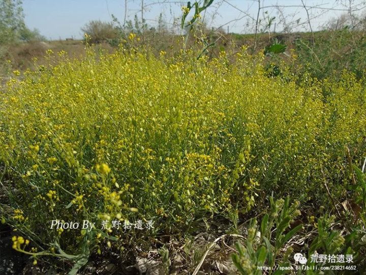 荒野拾遗录,荒野拾遗录完整