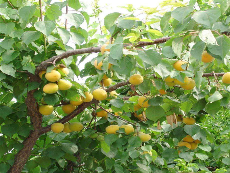 杏对于人体都有哪些好处？在种植上有什么技巧？