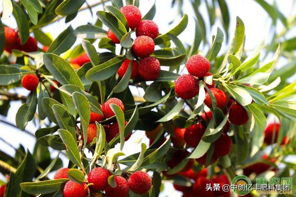 用杨梅籽种杨梅,杨梅咋种