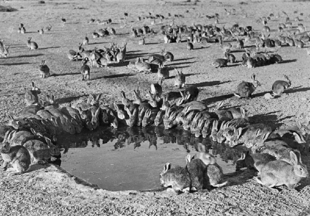 澳大利亚鼠灾到底有多可怕,澳洲鼠灾最新状况