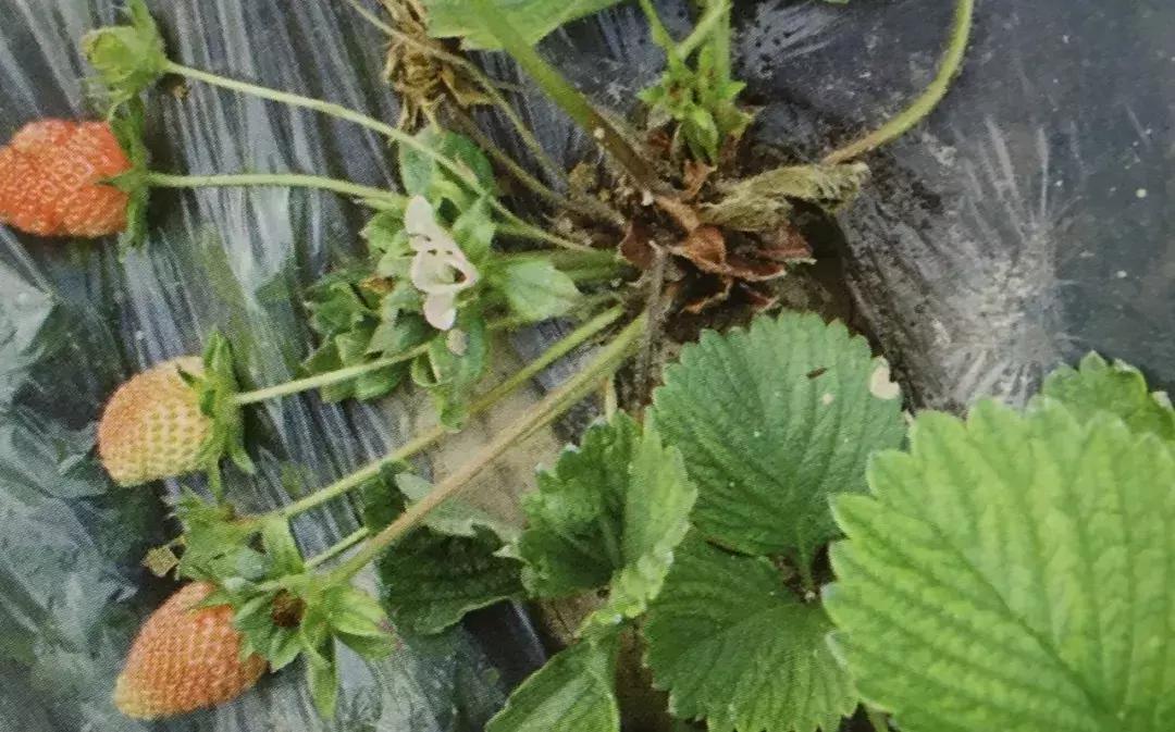 草莓土壤有水但是叶子枯怎么办,草莓叶子发黑发枯怎么回事